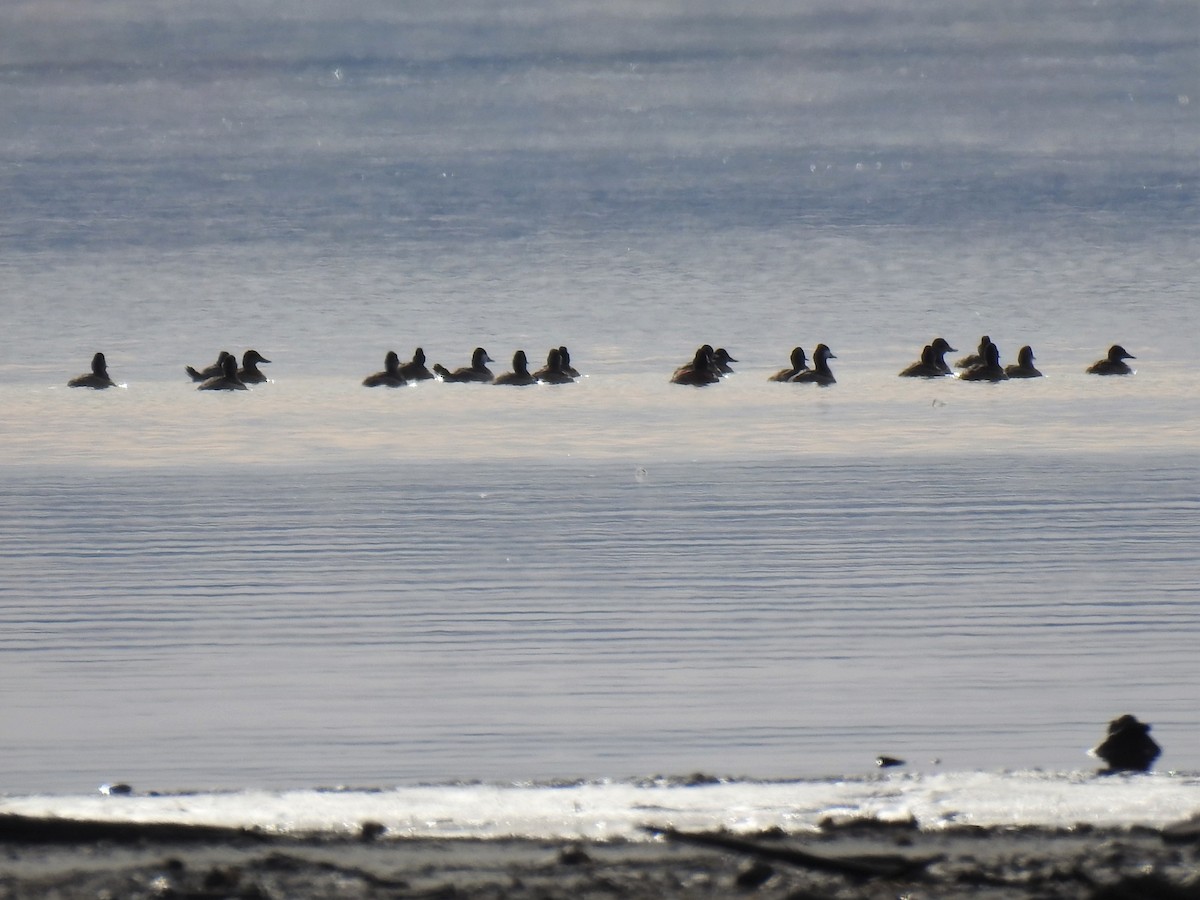 Ruddy Duck - ML270431271