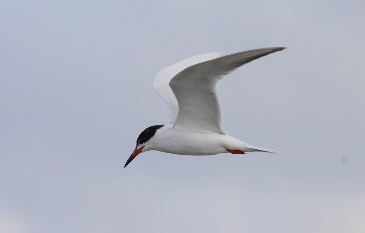 Forster's Tern - ML27043141