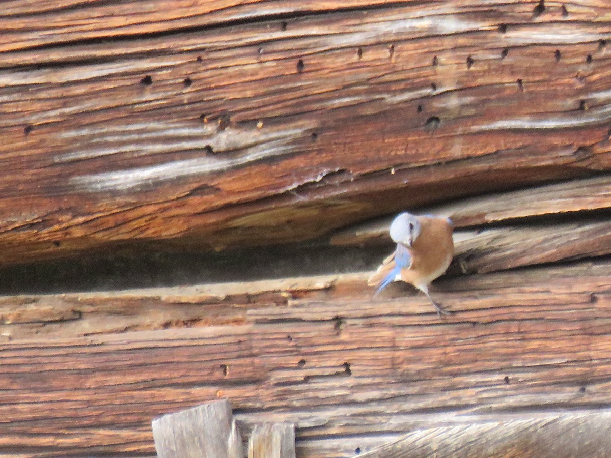 Eastern Bluebird - ML270431471