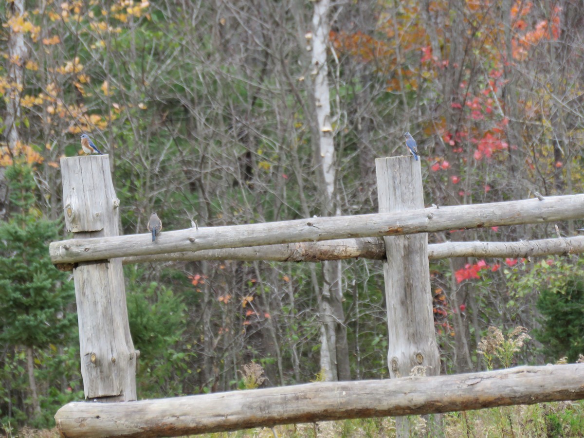 Eastern Bluebird - ML270431501