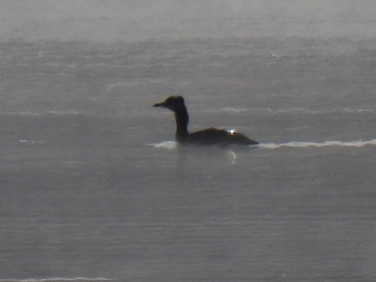 Red-necked Grebe - ML270431581