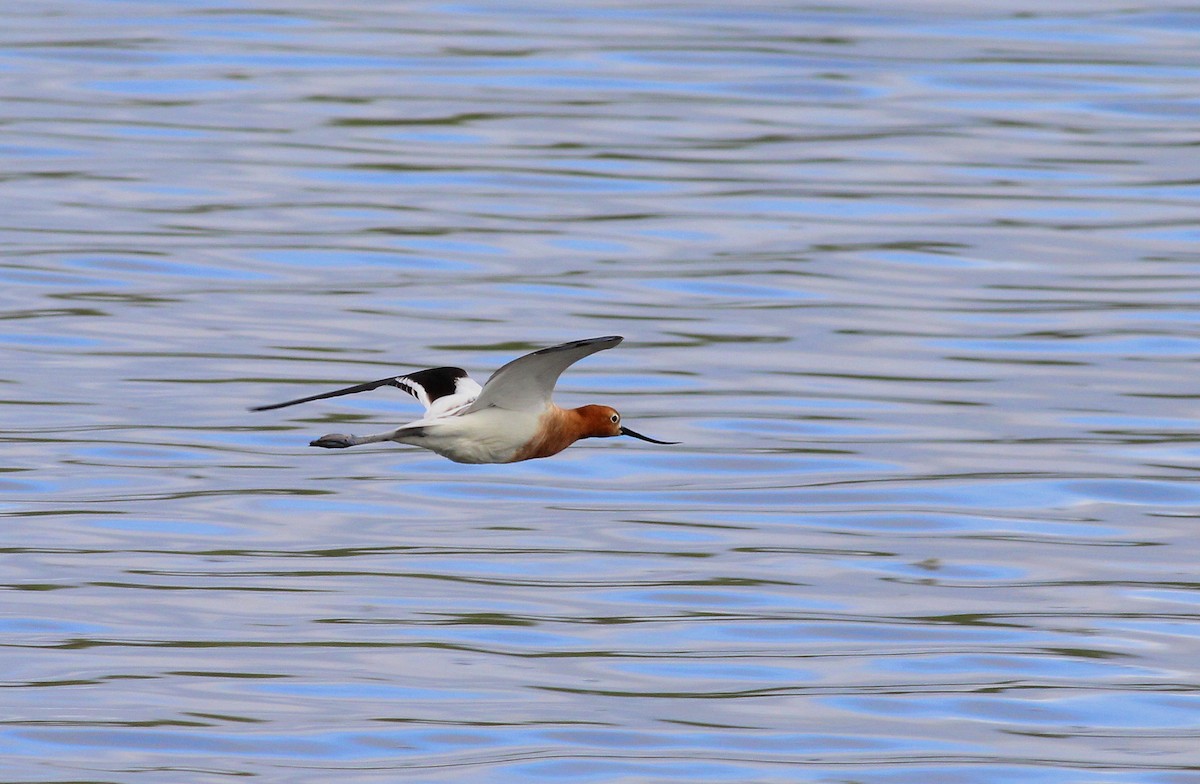 Avoceta Americana - ML27043191