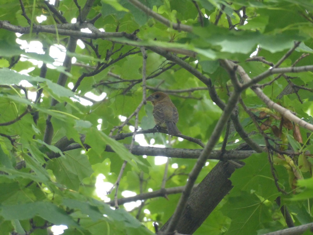 Blue Grosbeak - ML270431921