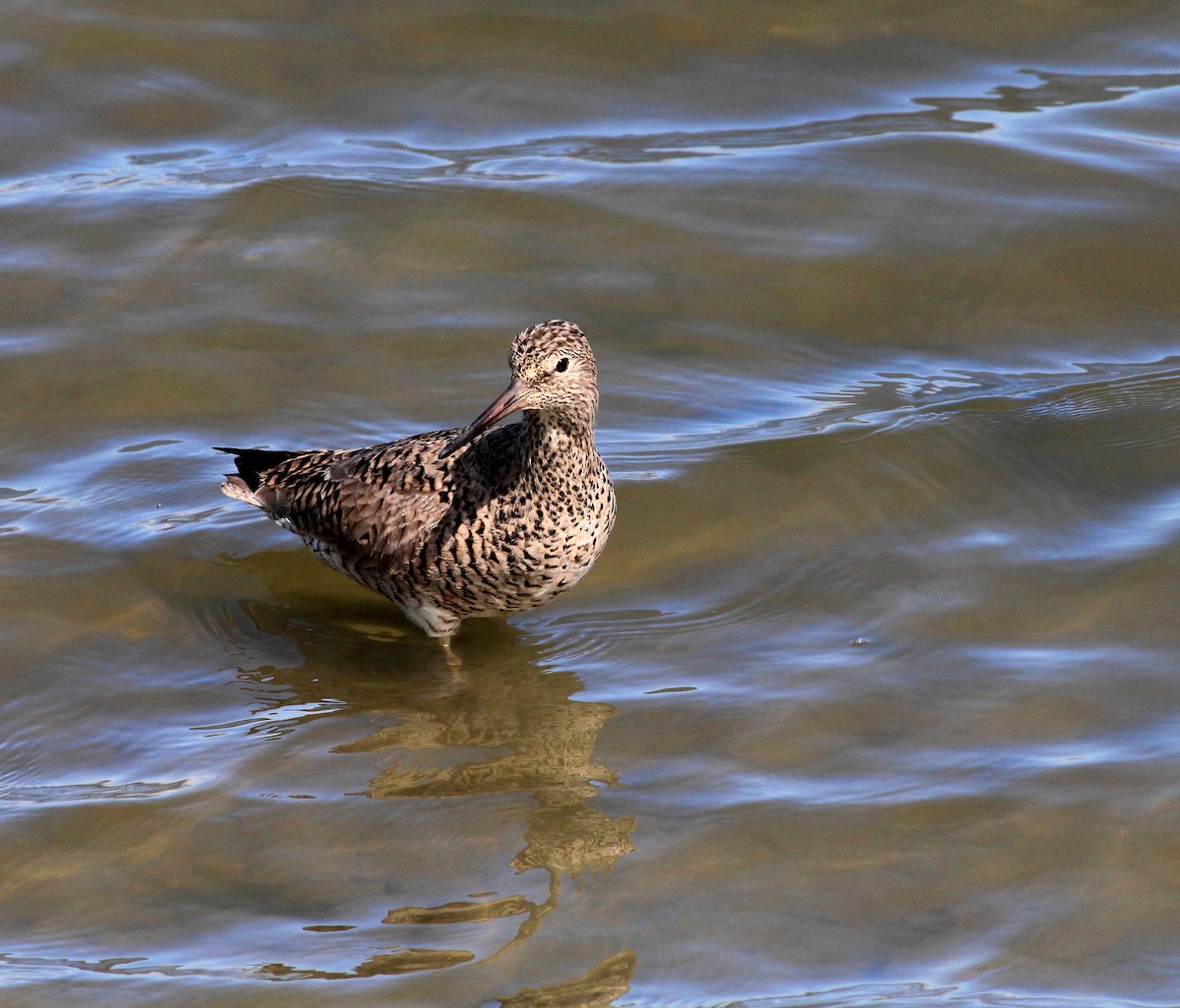 Willet - ML27043231