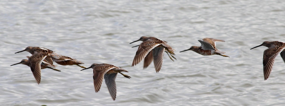 Long-billed Dowitcher - ML27043271