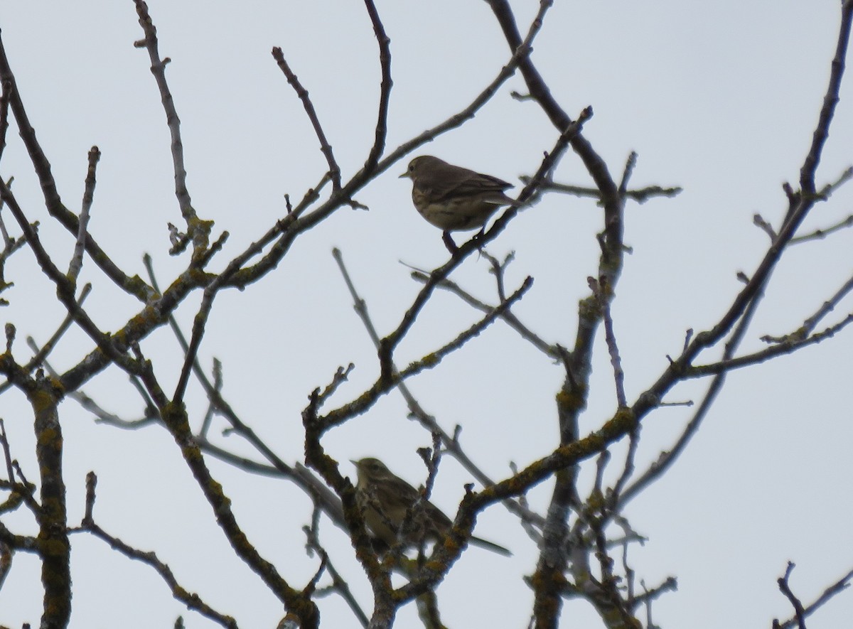 American Pipit - ML270433171