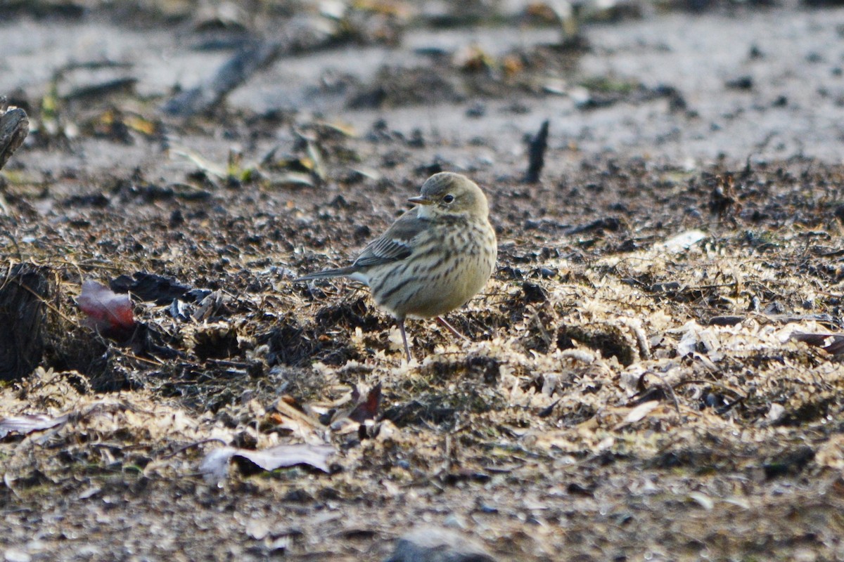 American Pipit - ML270433251