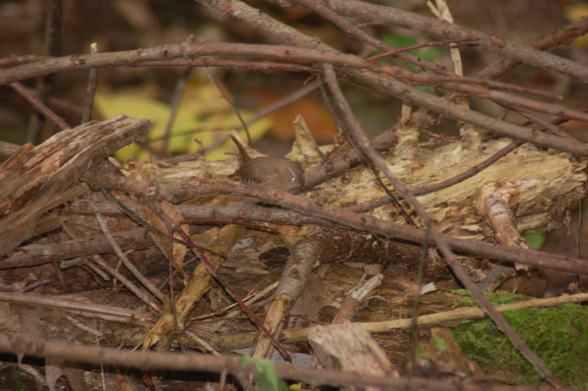 vintersmett - ML270434241