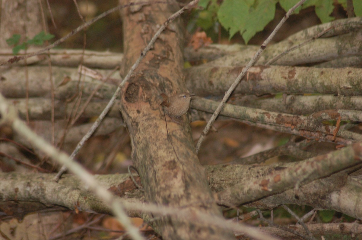 vintersmett - ML270434251