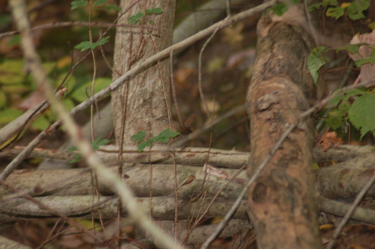 vintersmett - ML270434261