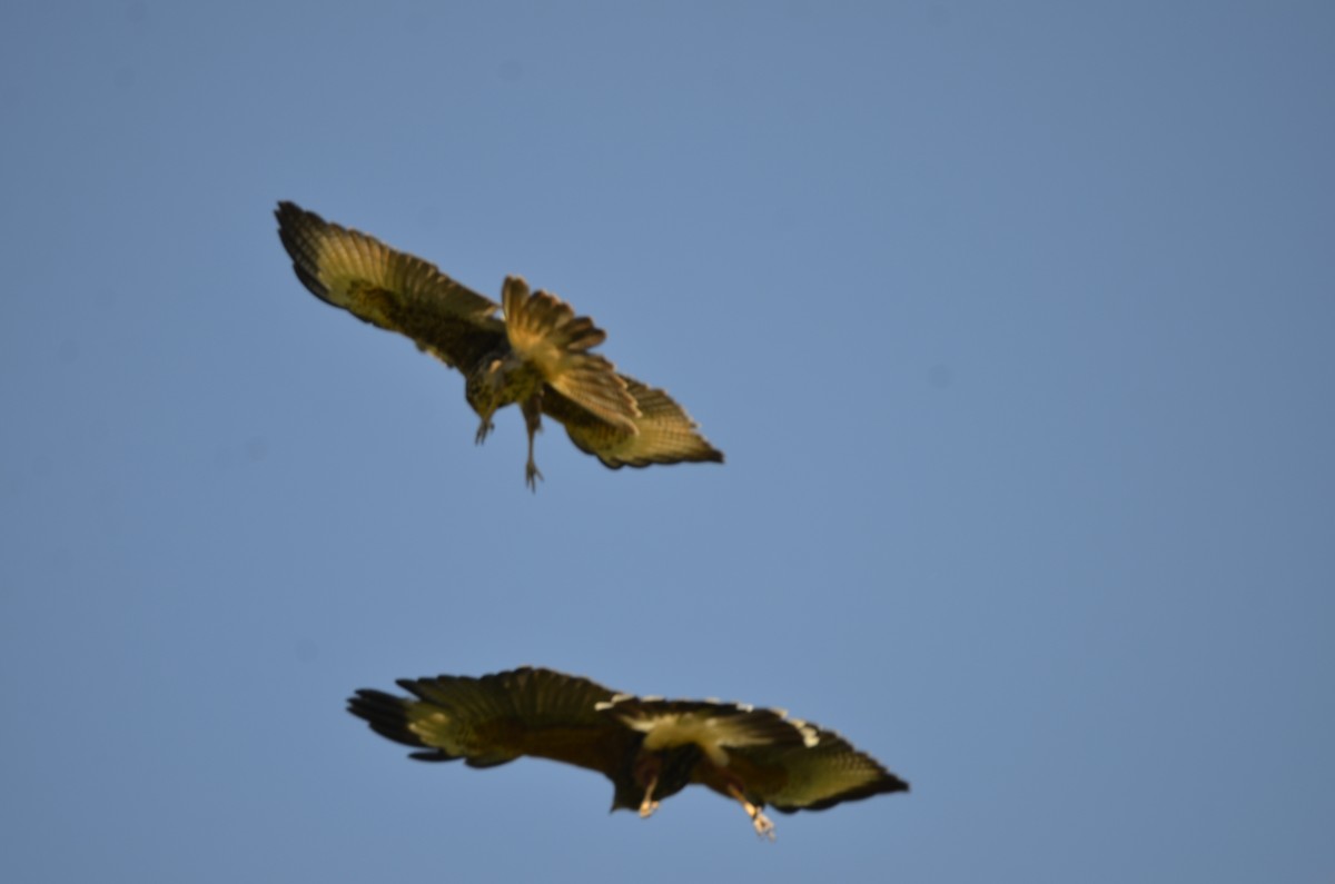 Harris's Hawk - ML270436031