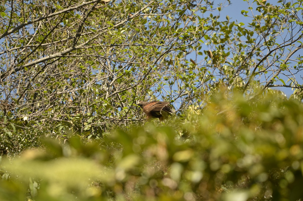 Harris's Hawk - ML270436201