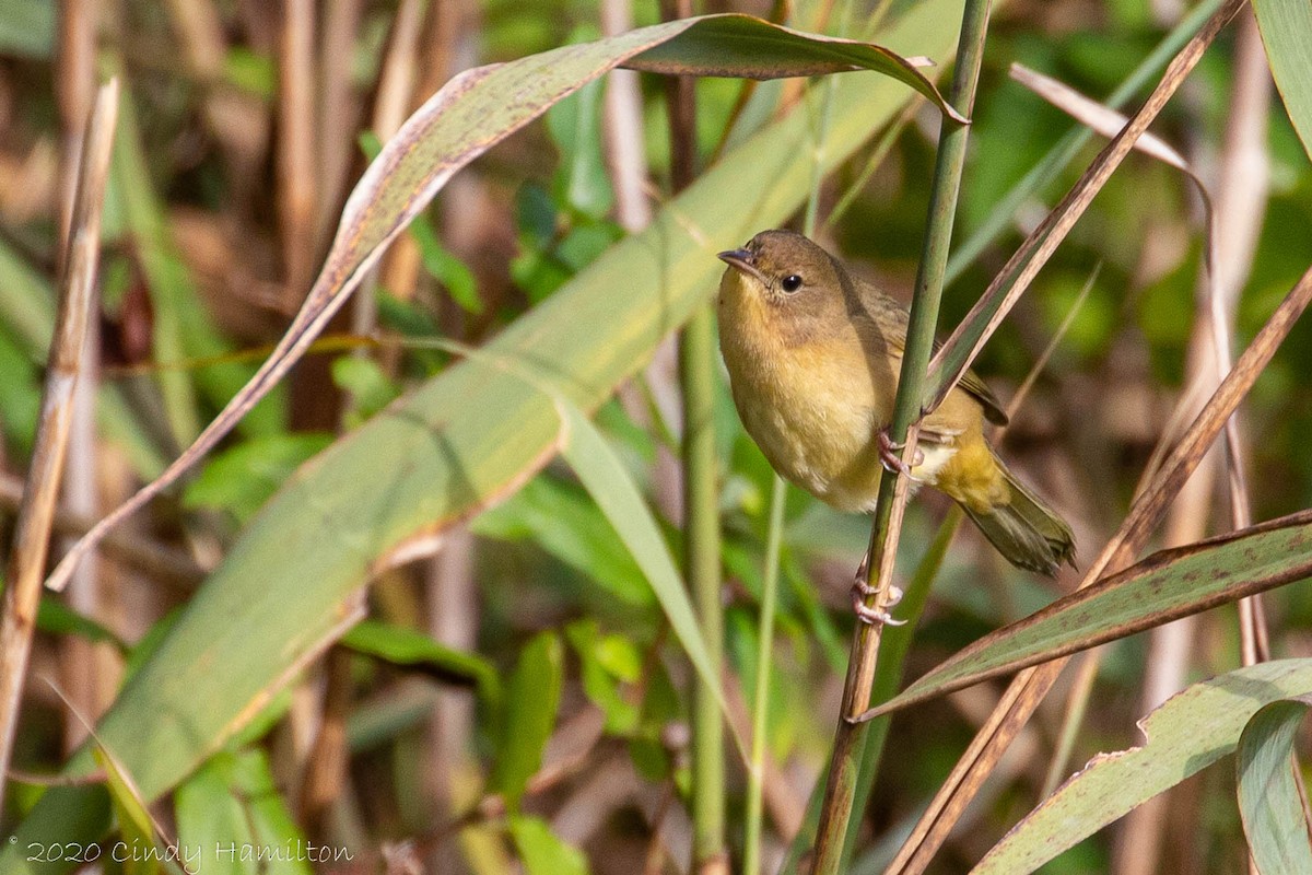 Common Yellowthroat - ML270436351