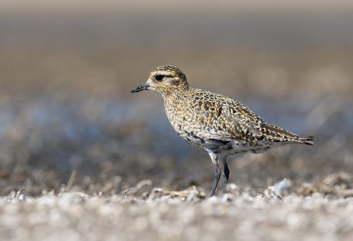 European Golden-Plover - ML270436661