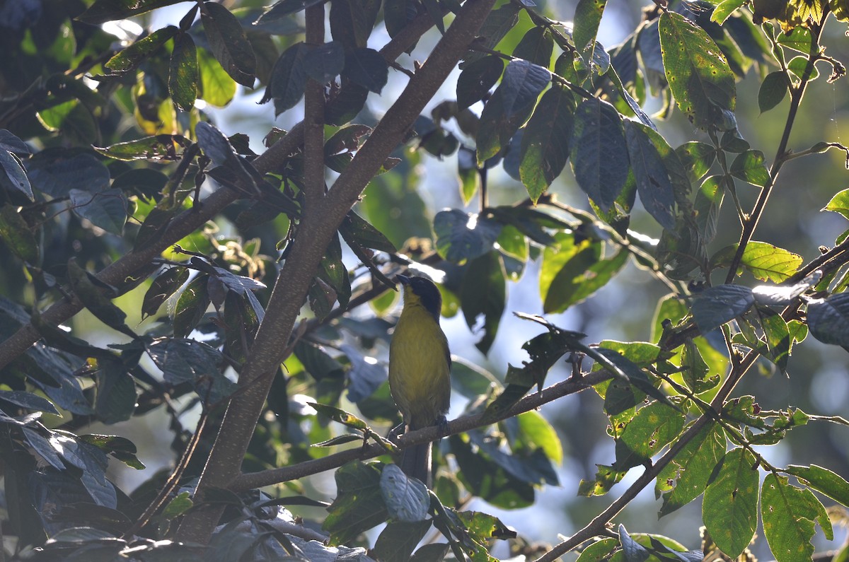 Yellow-breasted Brushfinch - ML270436881