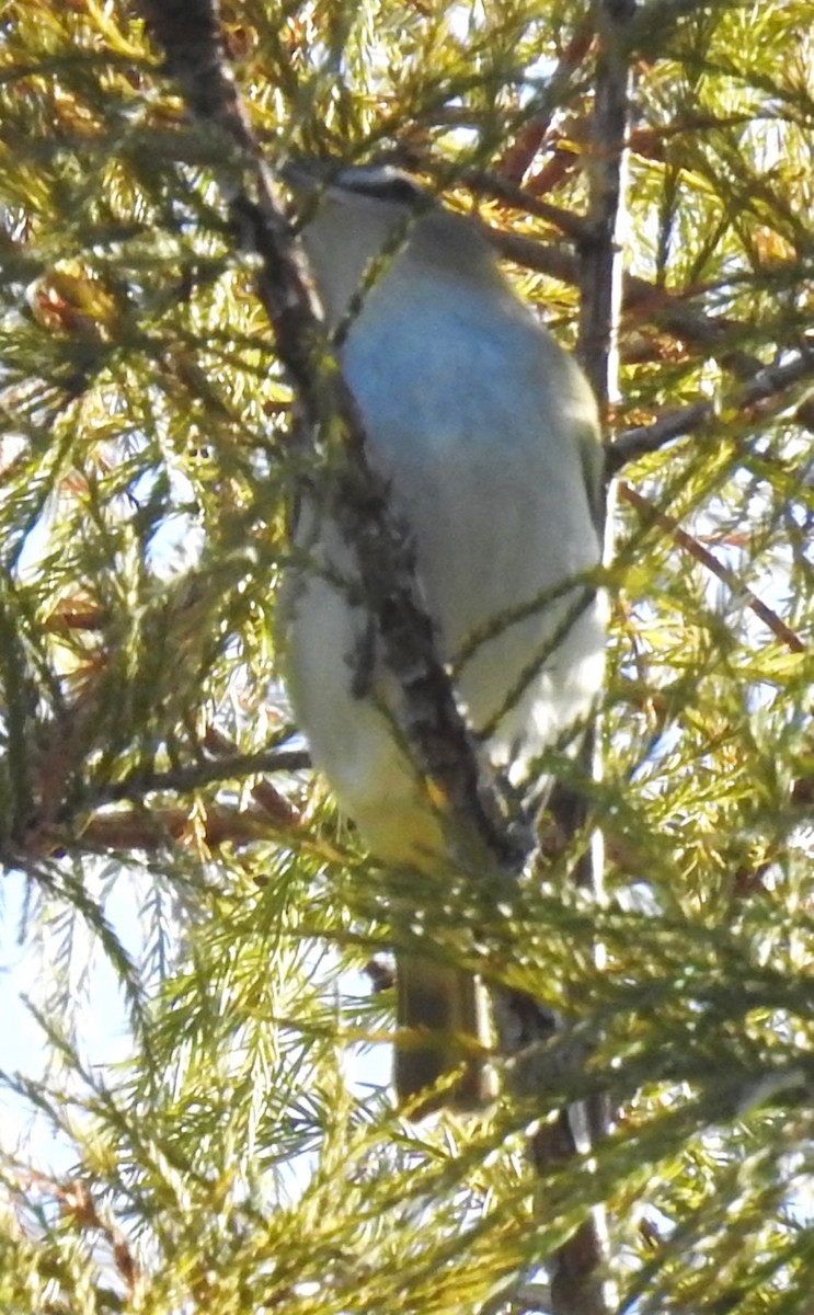 Red-eyed Vireo - ML270438951