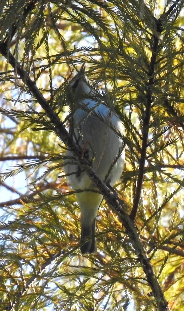 rødøyevireo - ML270438961