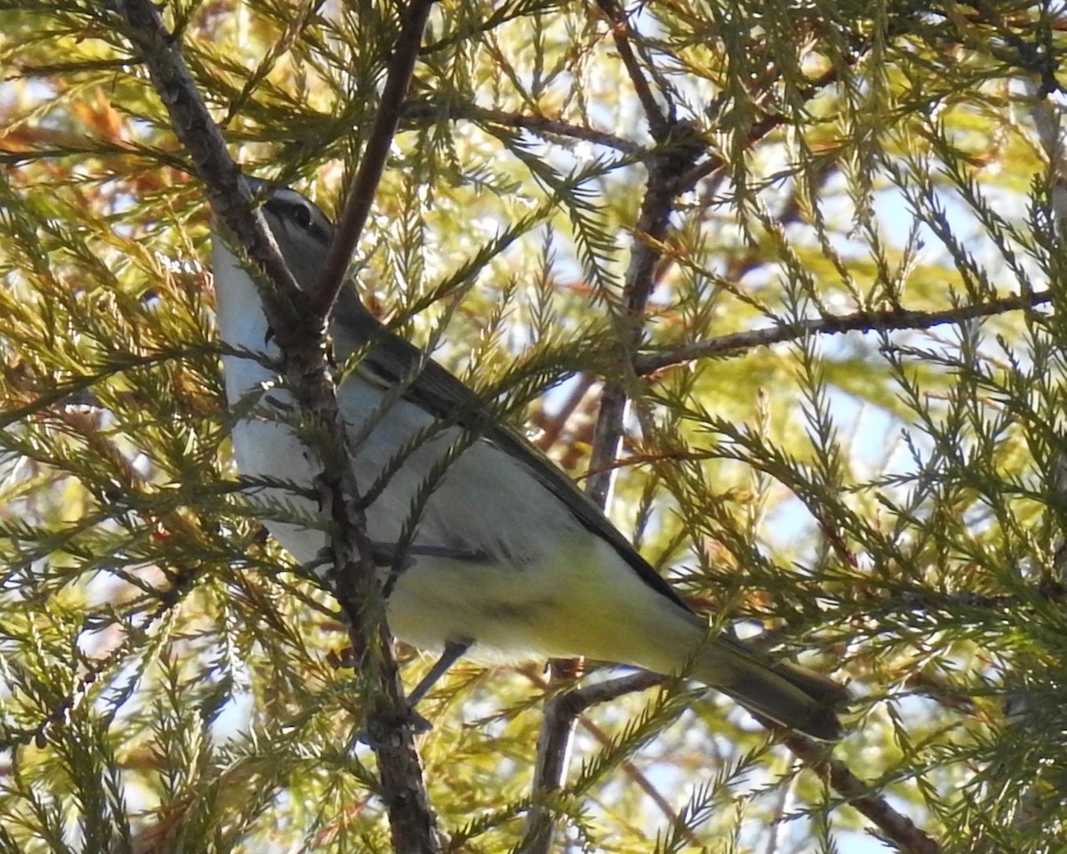 Red-eyed Vireo - ML270438971