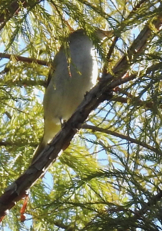 Red-eyed Vireo - ML270438981