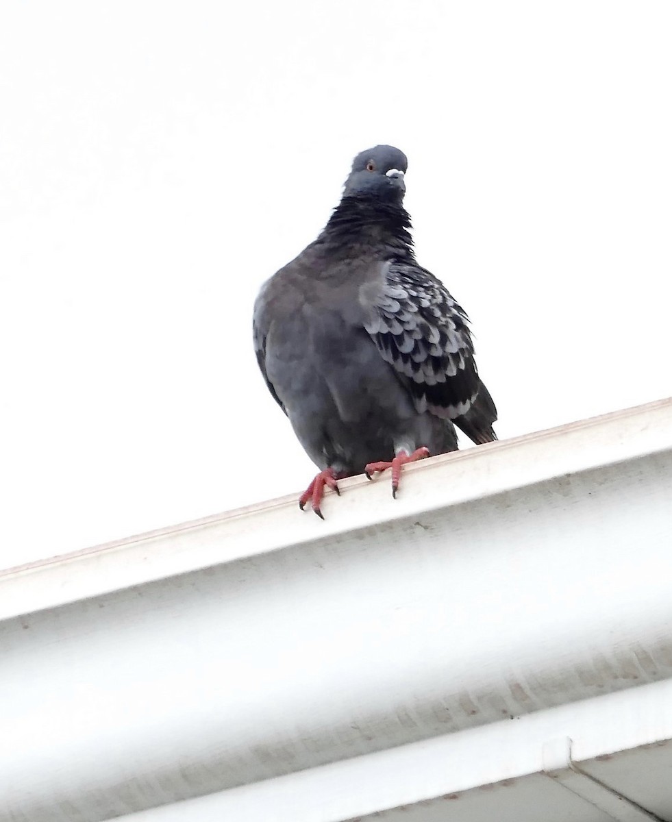 Rock Pigeon (Feral Pigeon) - ML270440201