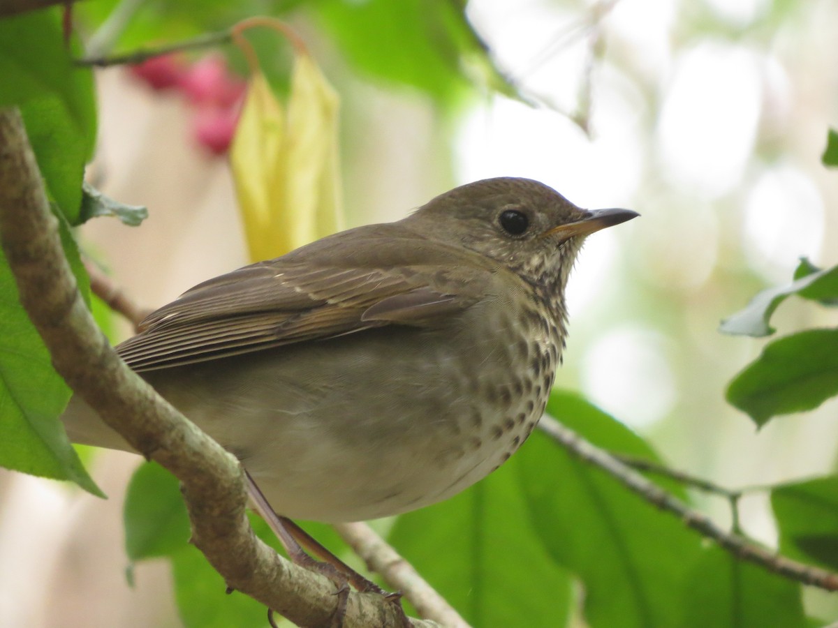 Gray-cheeked Thrush - ML270440391