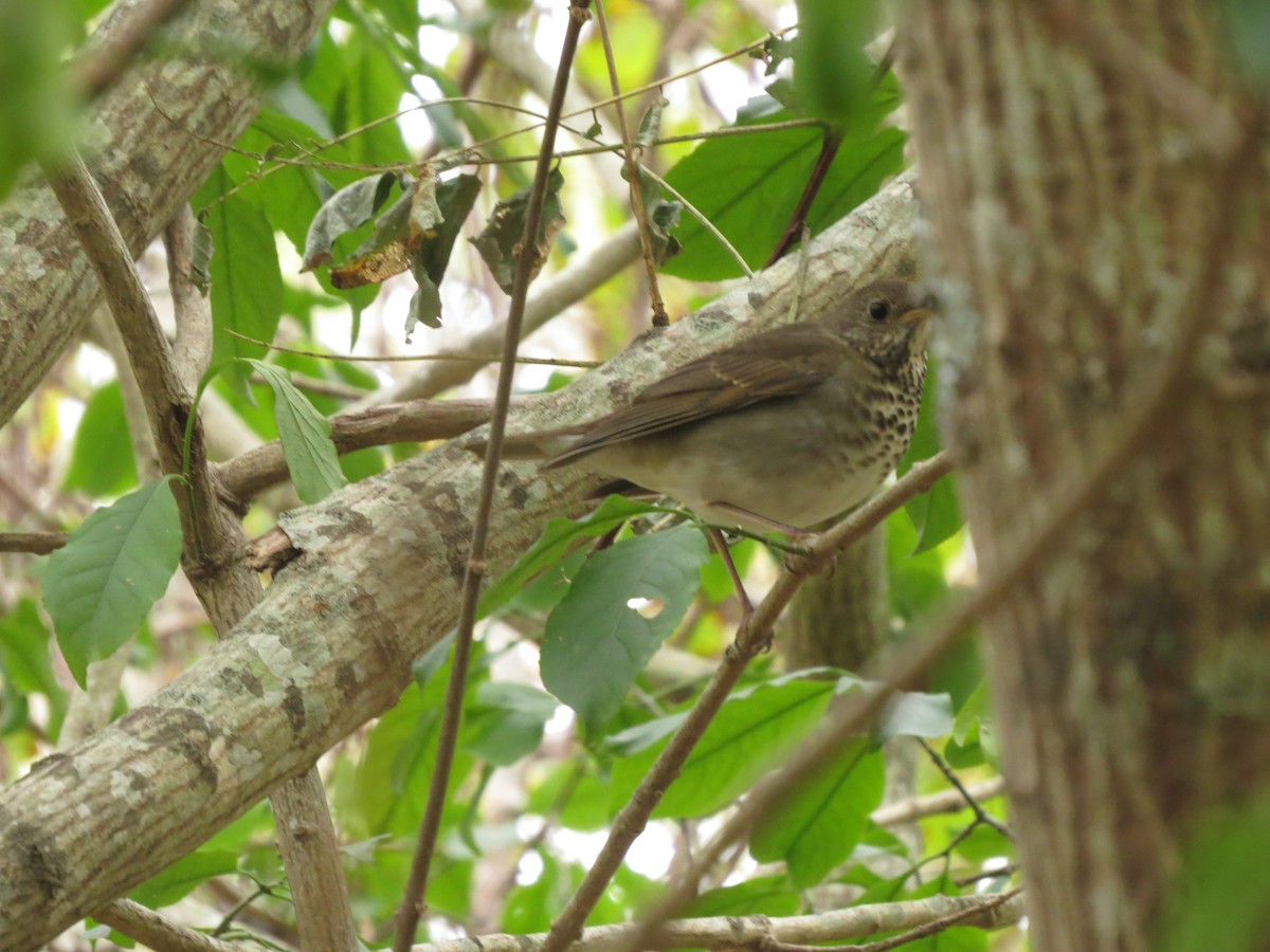 Gray-cheeked Thrush - Peter Johnson-Staub