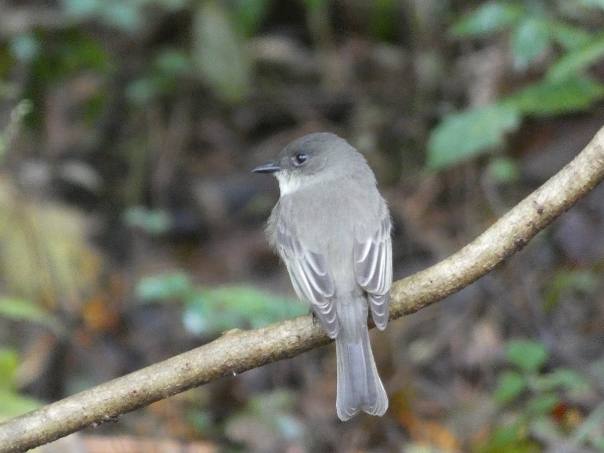 Eastern Phoebe - ML270441011