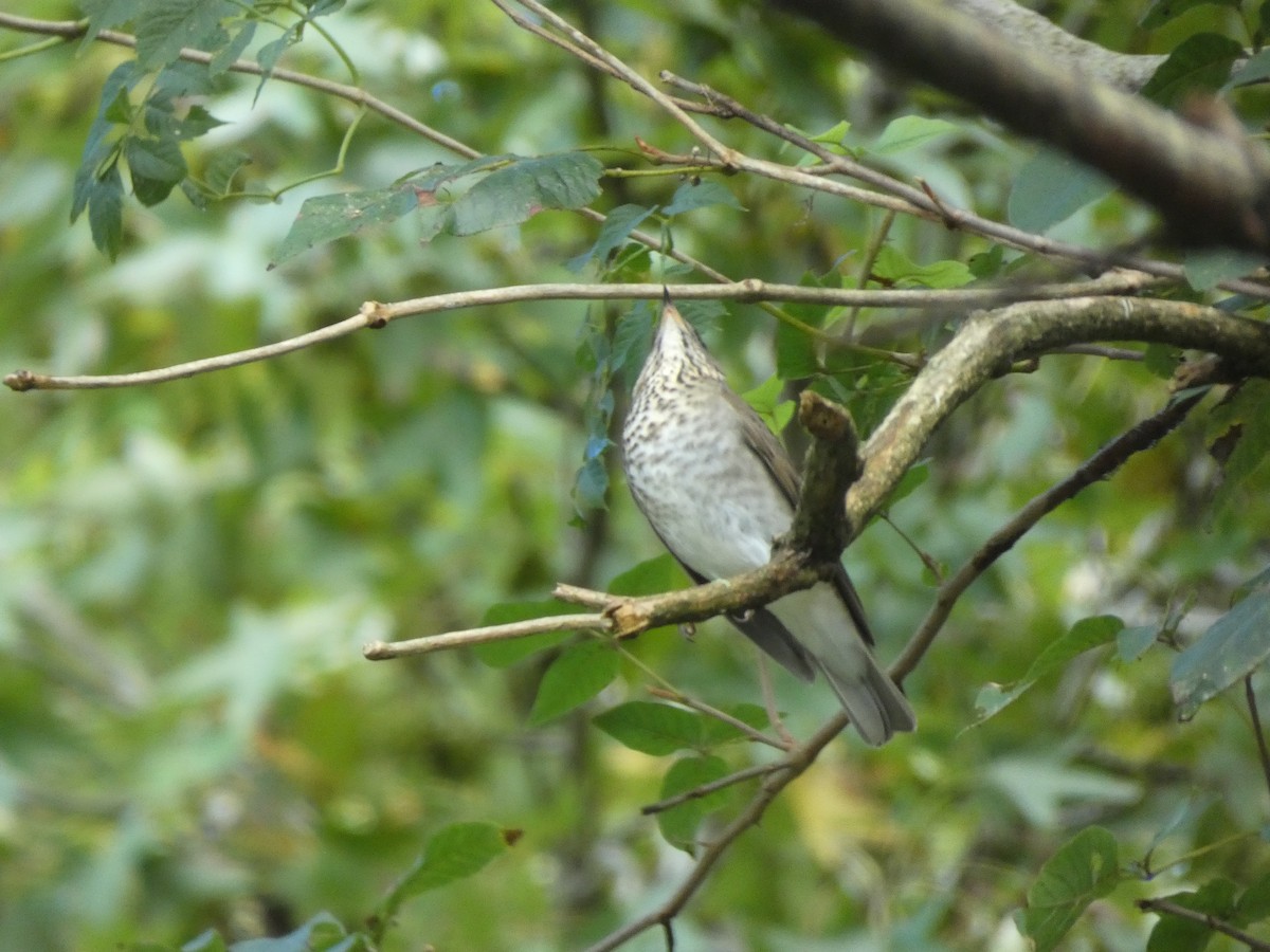 Tordo di Baird - ML270441081