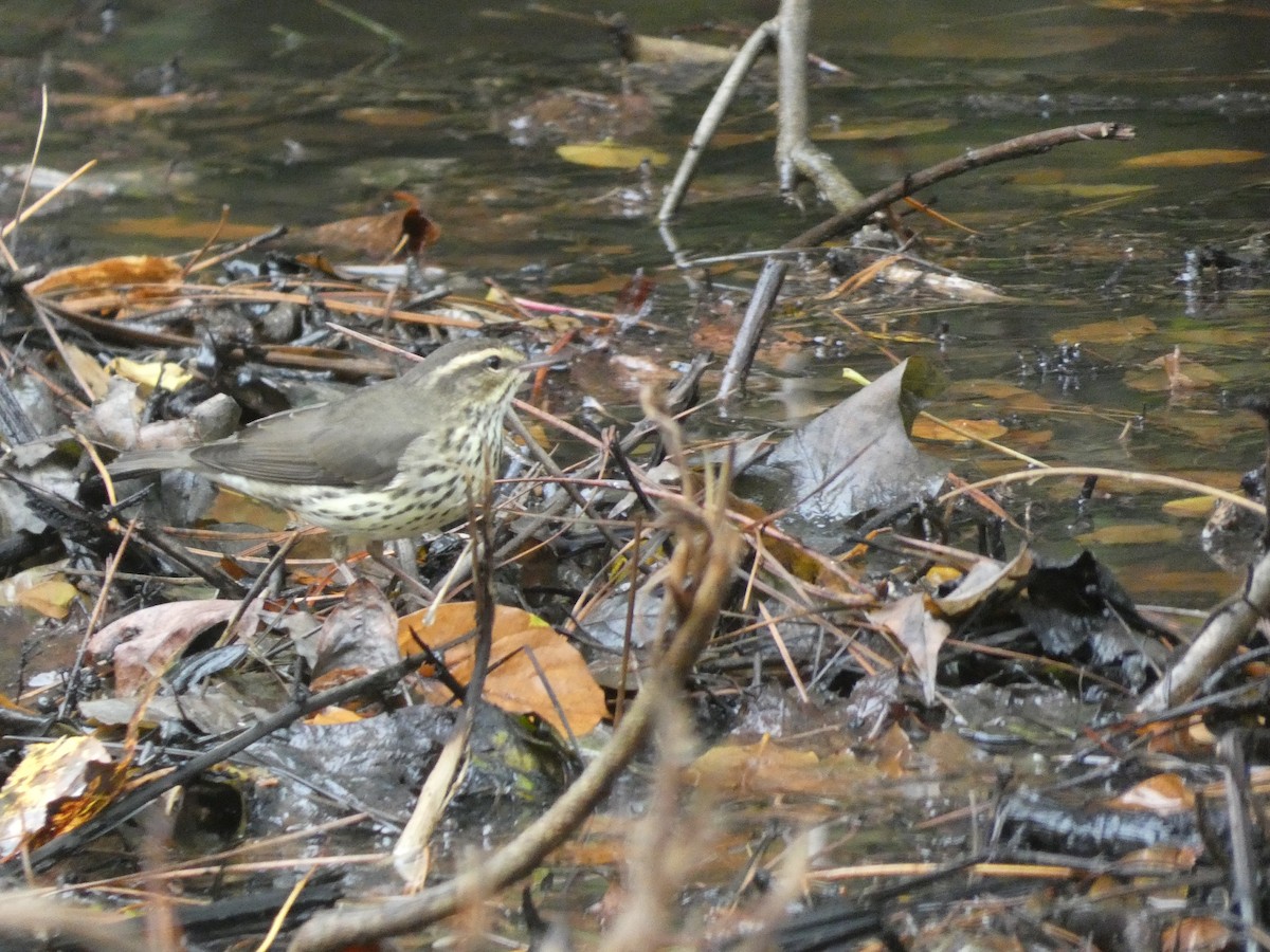 Northern Waterthrush - ML270441181