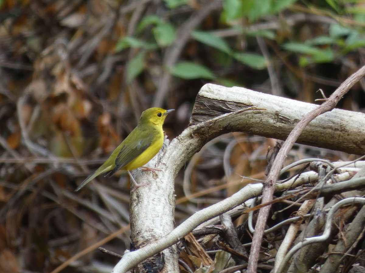 Hooded Warbler - ML270441331