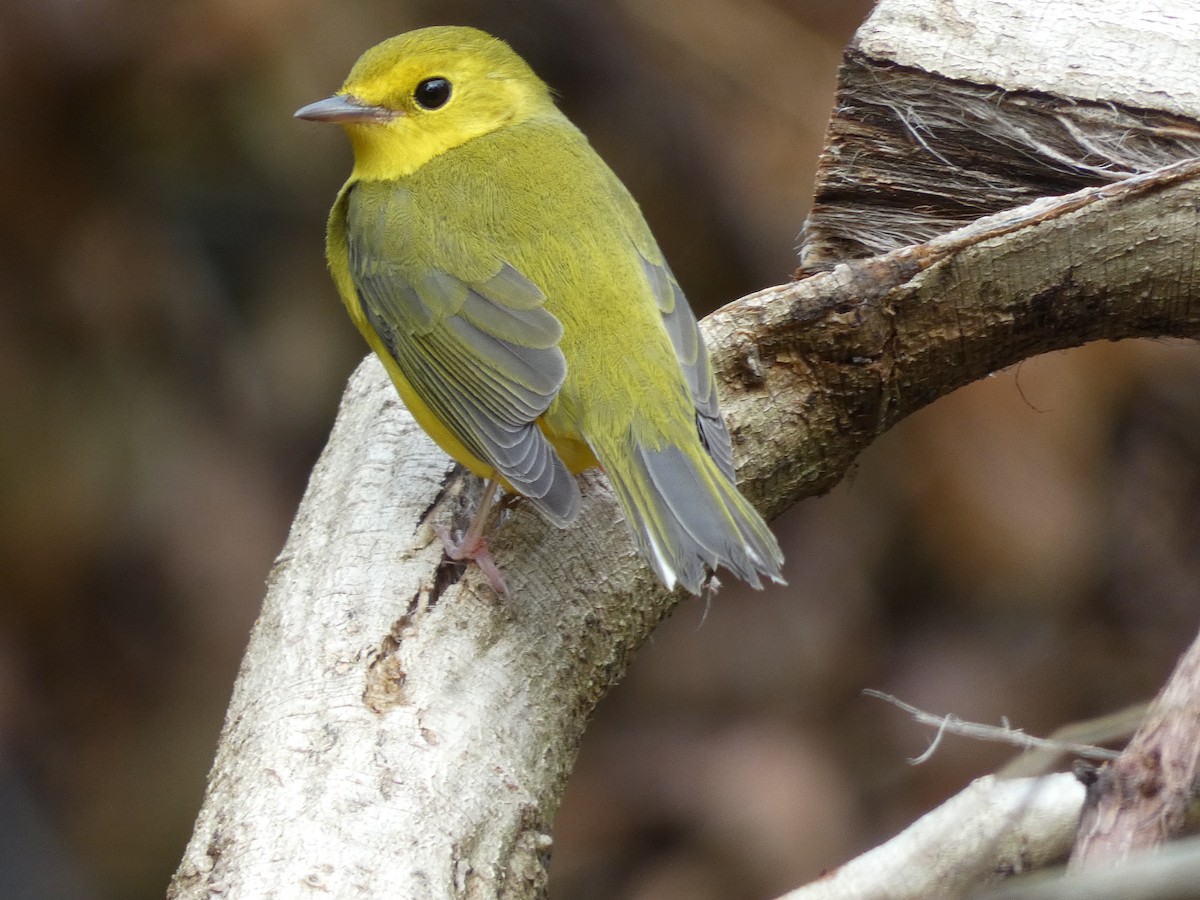 Hooded Warbler - ML270441351