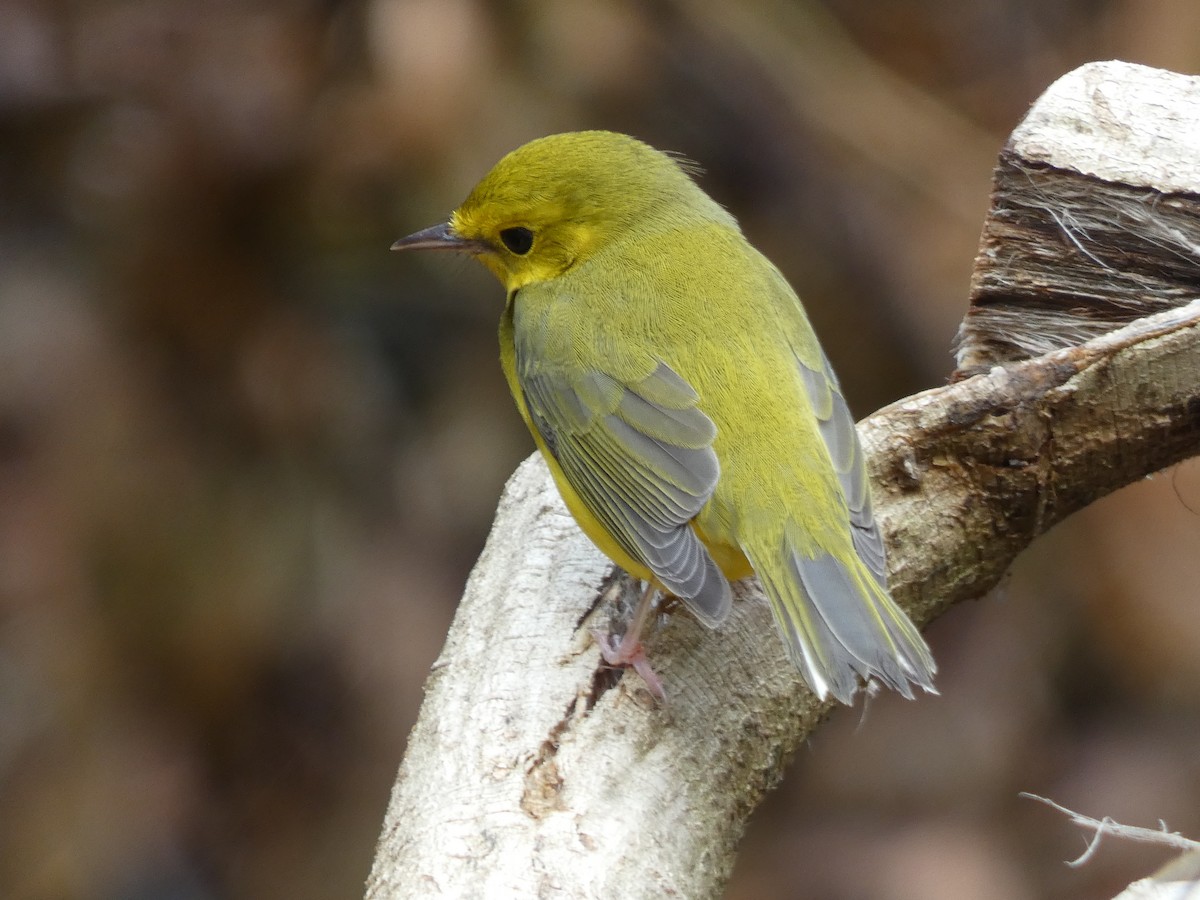Hooded Warbler - ML270441371