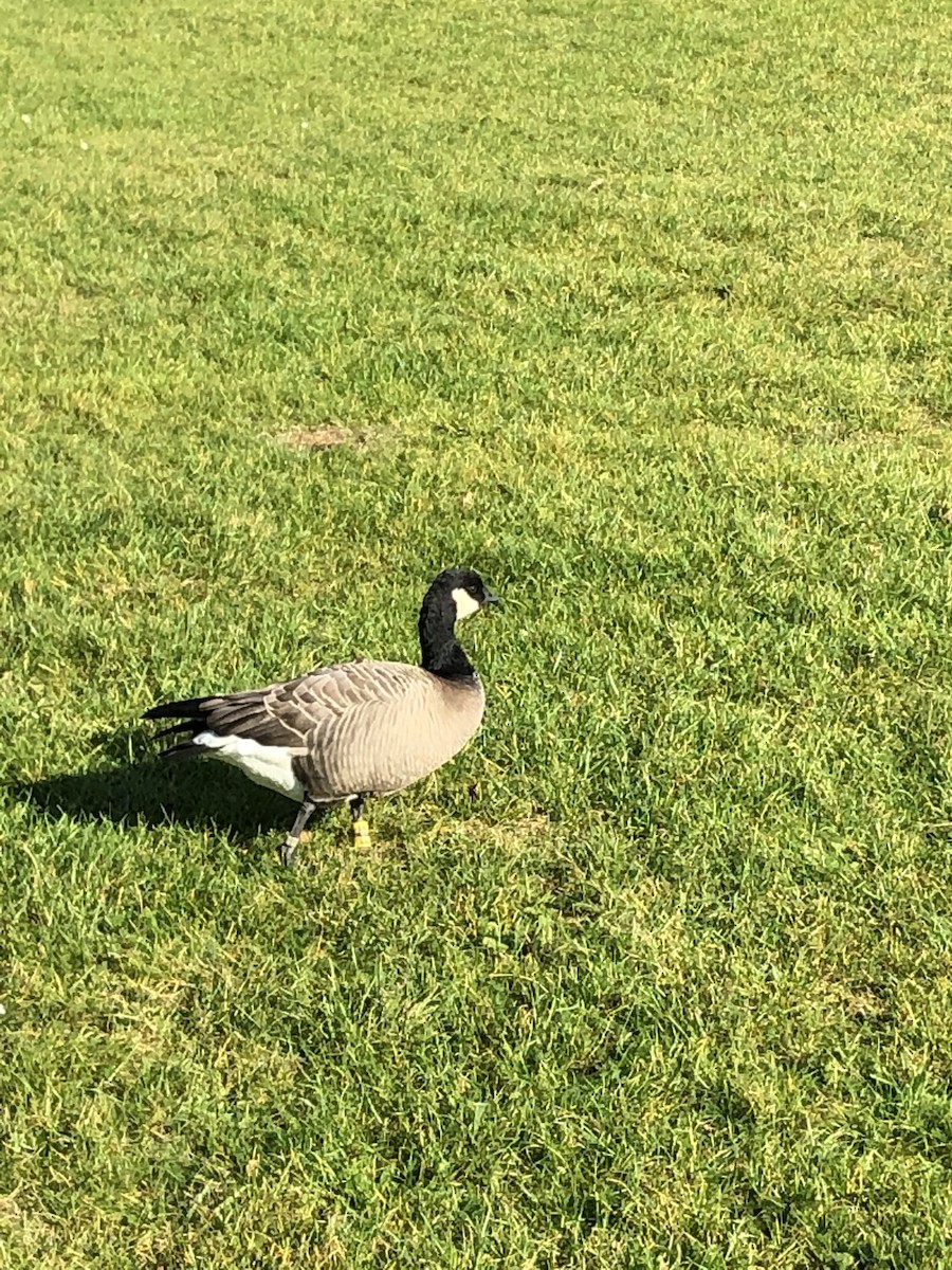 Cackling Goose - ML270441581