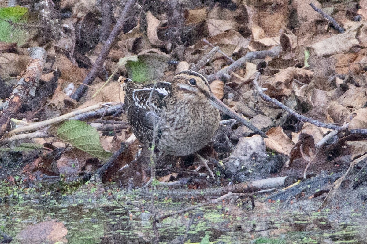 bekasina severoamerická - ML270441771