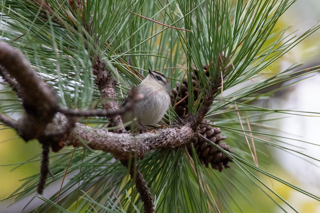 Golden-crowned Kinglet - Abraham Bowring