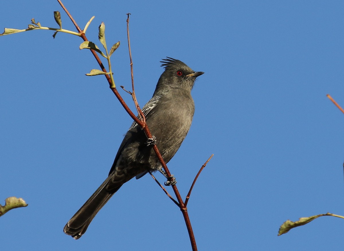 Capulinero Negro - ML270442111