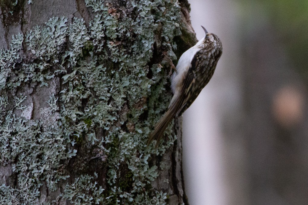 Brown Creeper - ML270442311