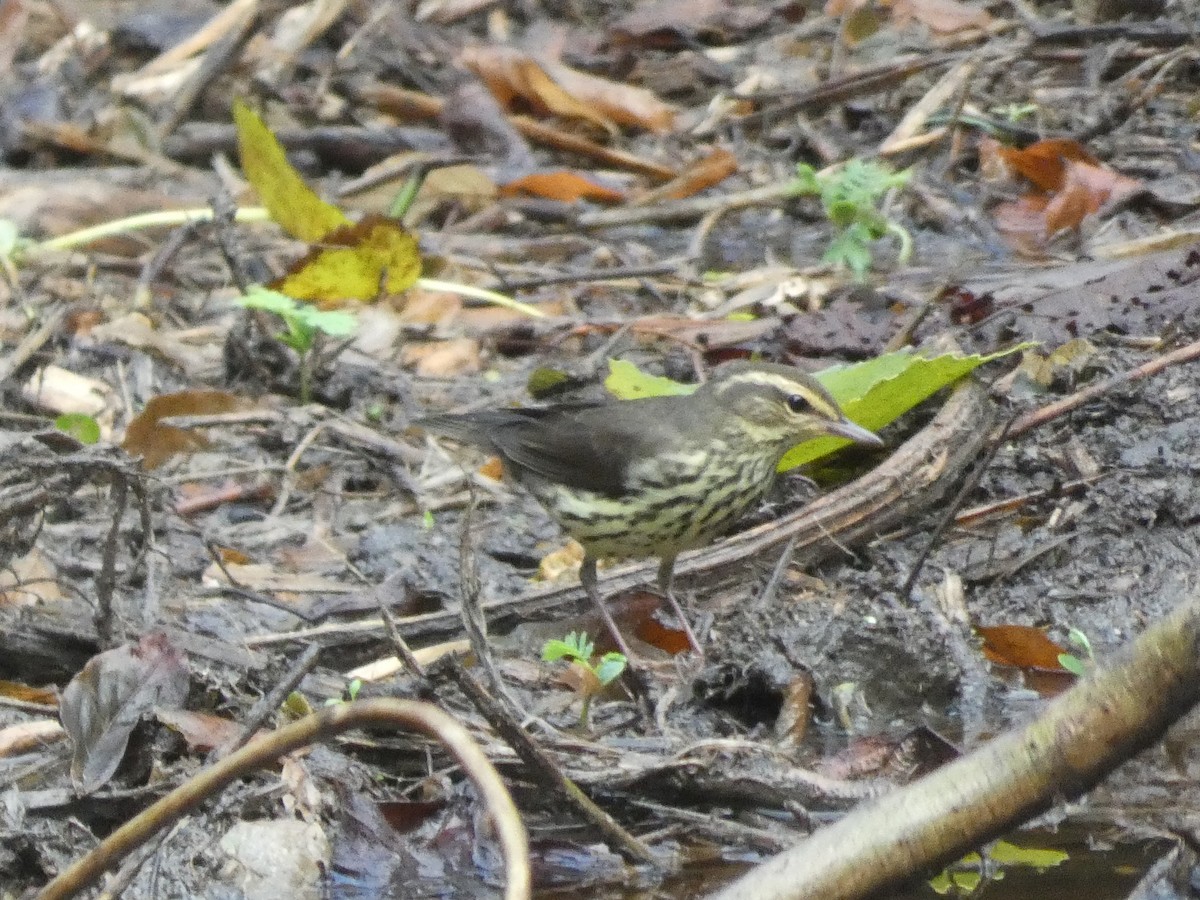 Northern Waterthrush - ML270442551