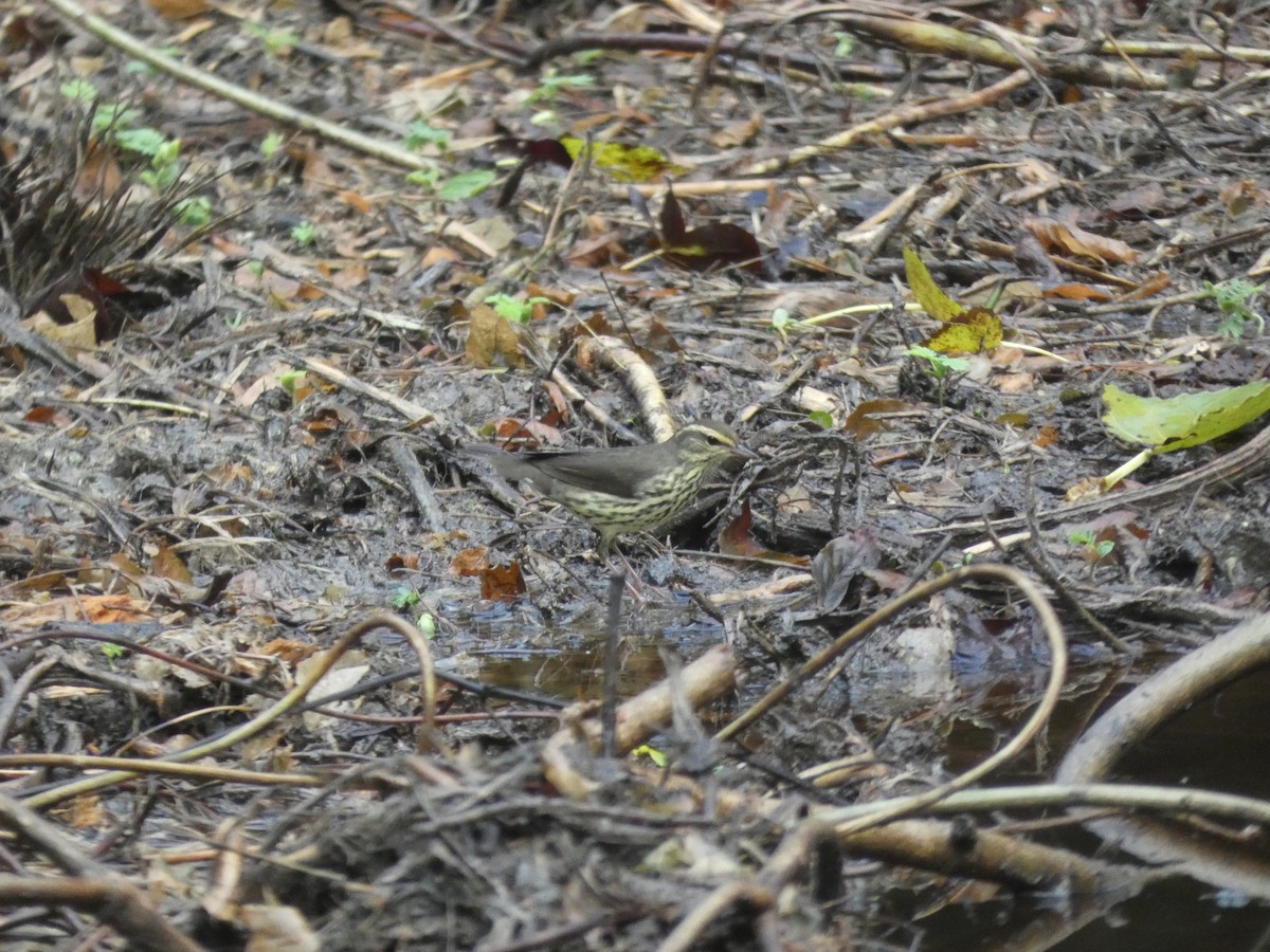 Northern Waterthrush - ML270442631