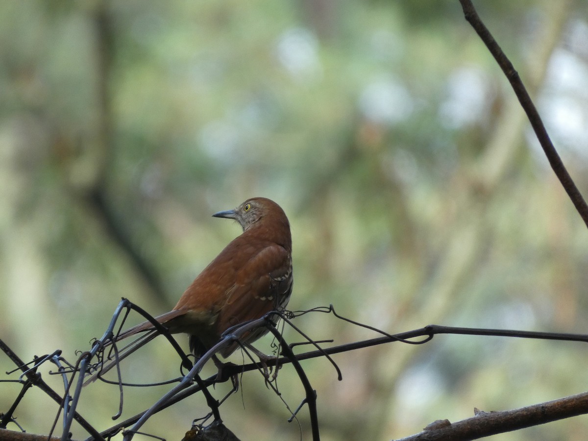 Brown Thrasher - ML270442681