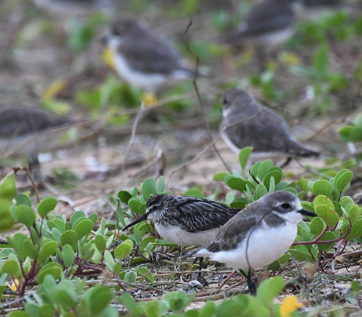 Broad-billed Sandpiper - ML270443441