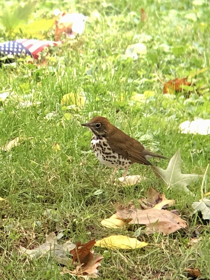 Wood Thrush - ML270446321