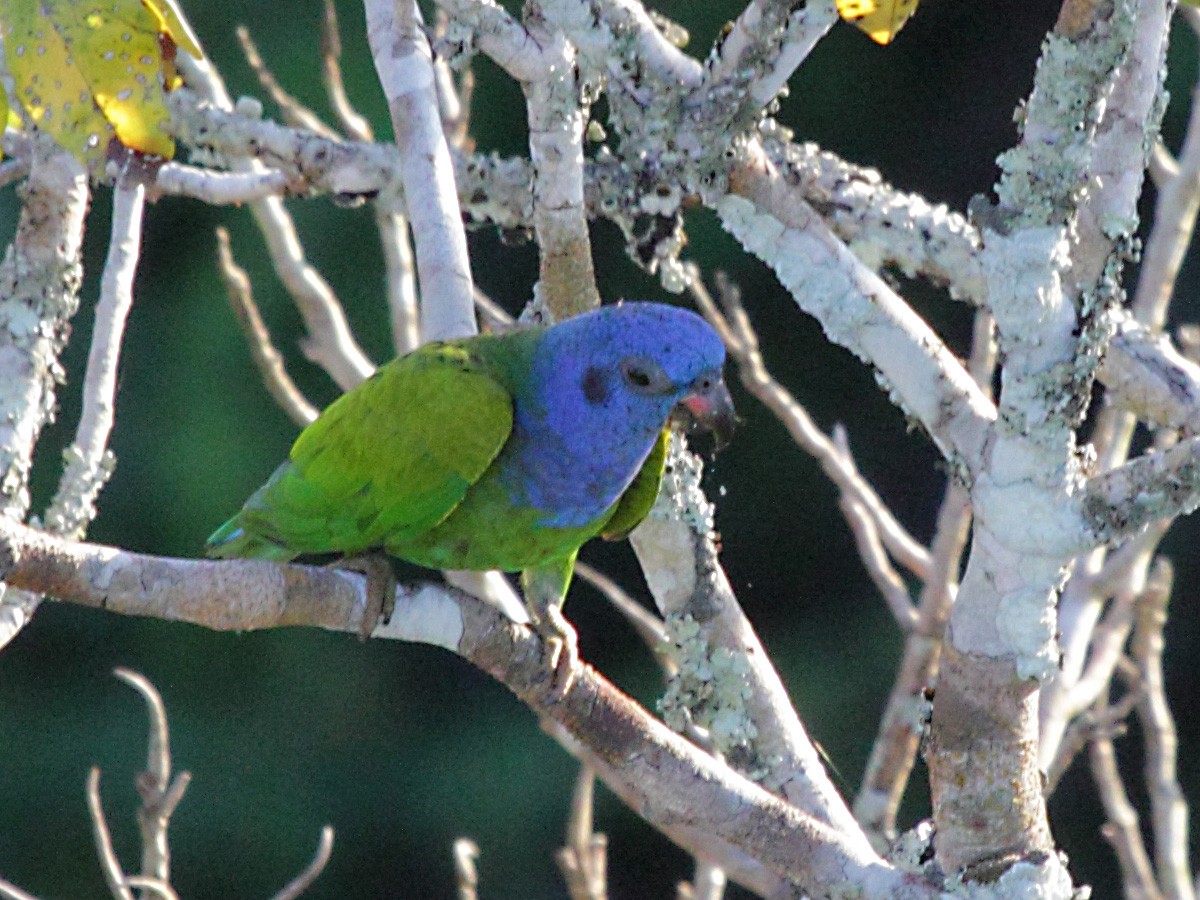 Blue-headed Parrot - ML270446501