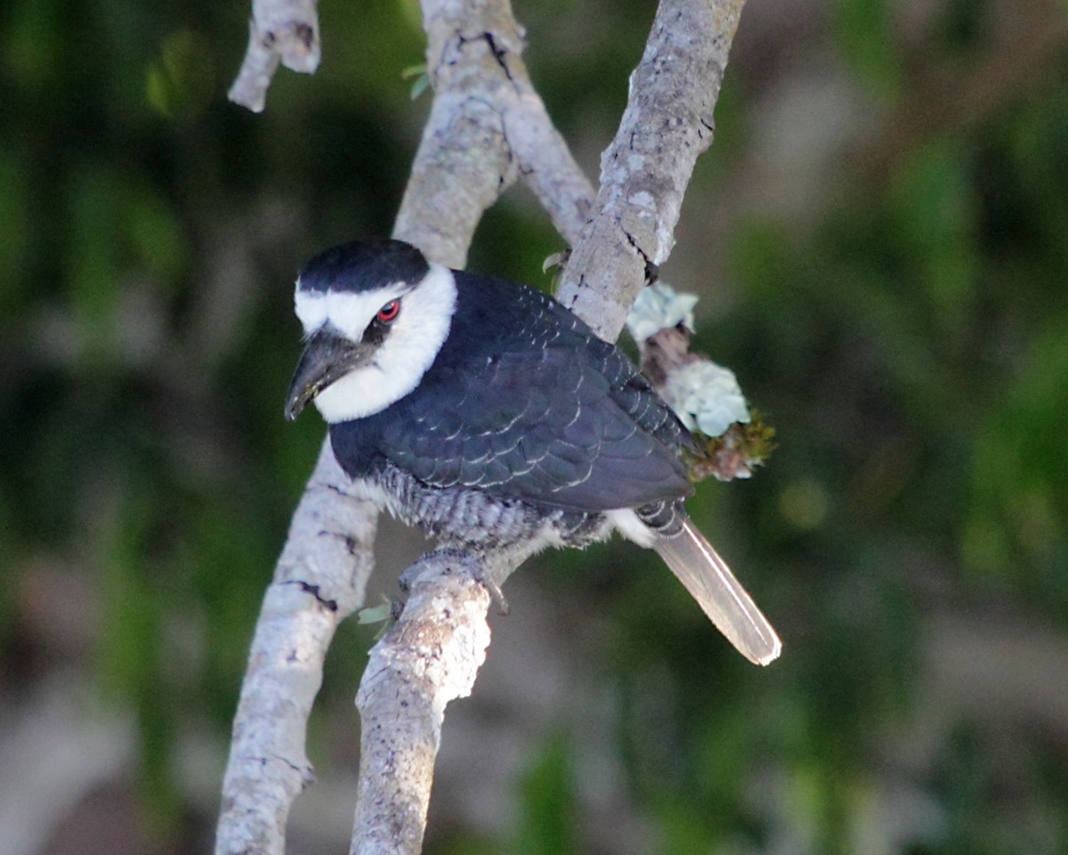 White-necked Puffbird - ML270447691