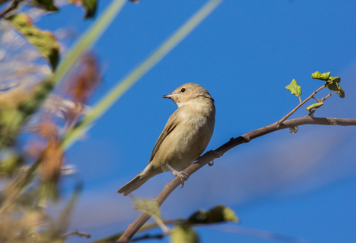 Garden Warbler - ML270447891