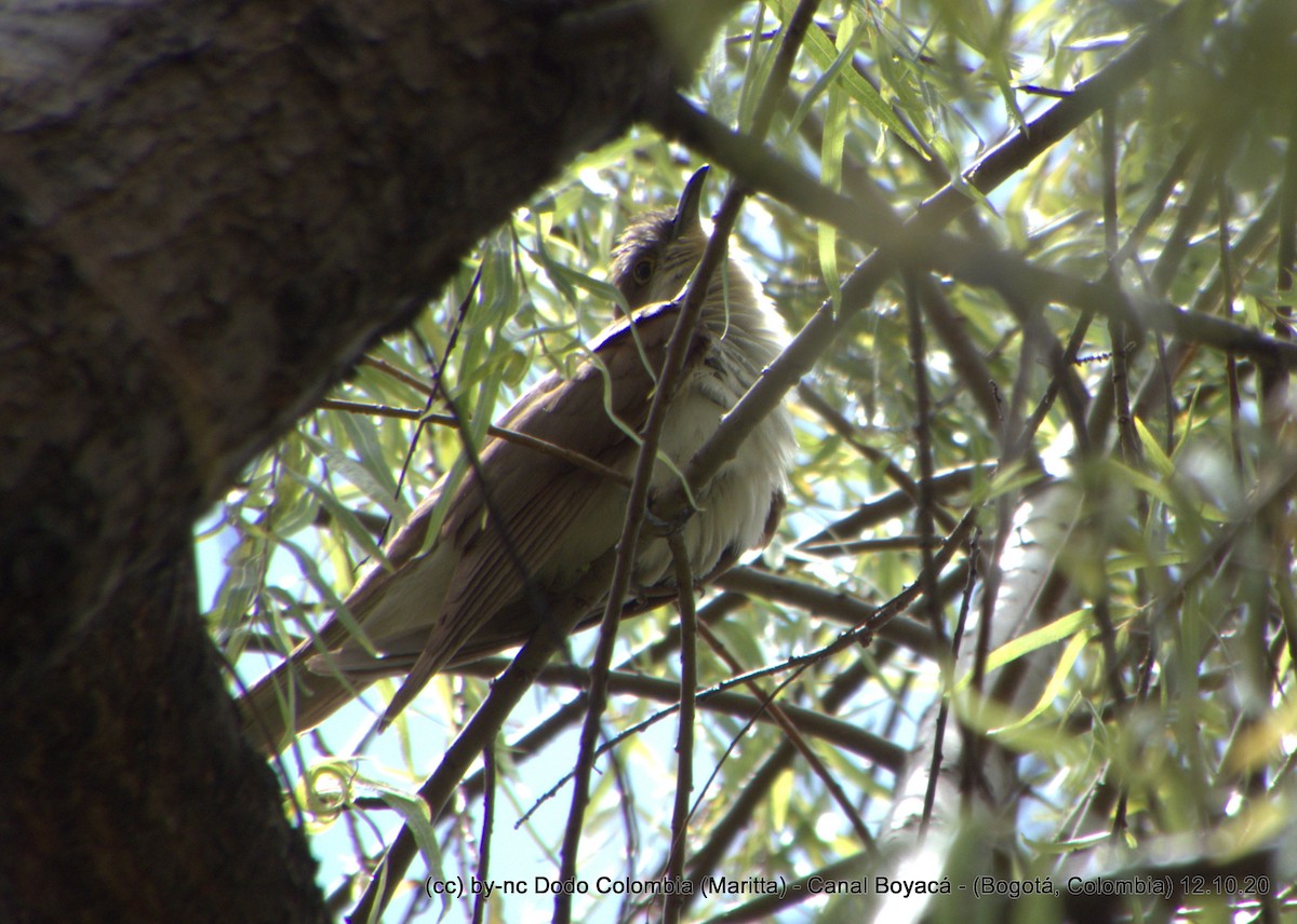 Black-billed Cuckoo - Maritta (Dodo Colombia)