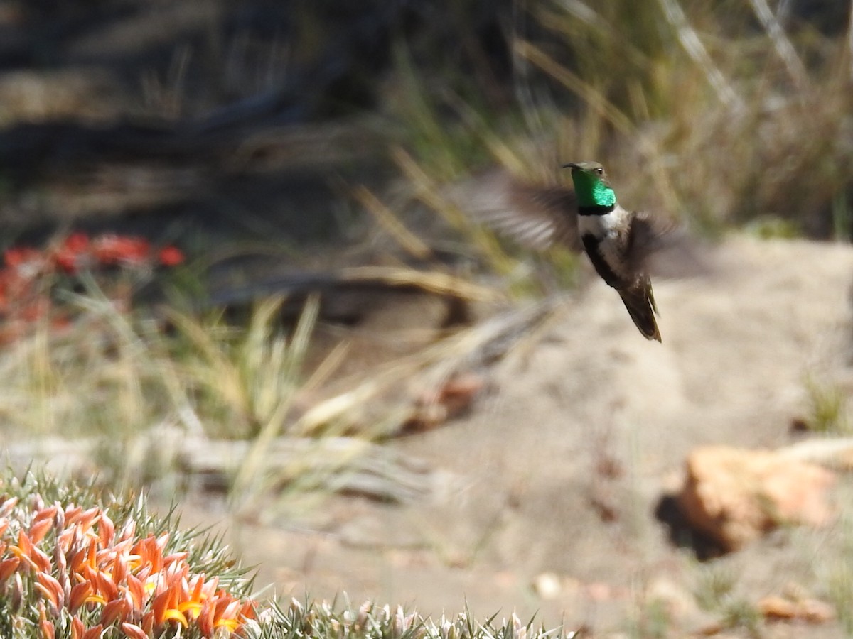 Weißflankenkolibri - ML270448521