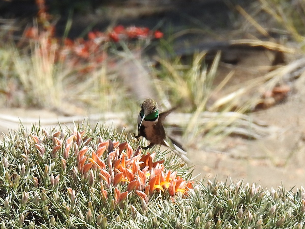 Weißflankenkolibri - ML270448541