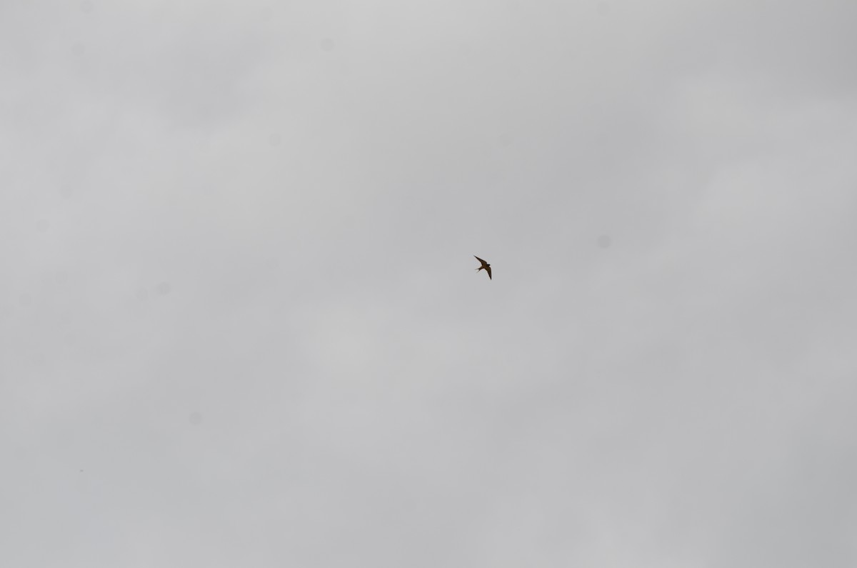 Barn Swallow - ML270449511