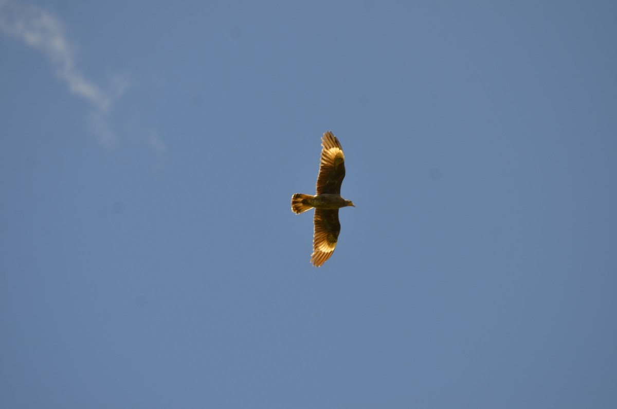 Carunculated Caracara - ML270450071